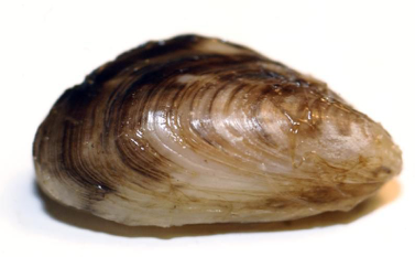 close up of a Quagga Mussel