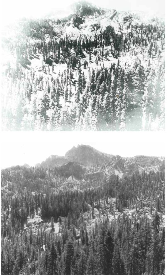 The top photo from 1900 shows an open landscape of trees. The photo below is from 1994.