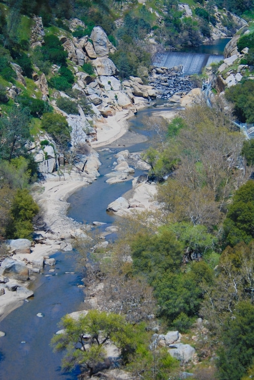 a river flowing through a forest