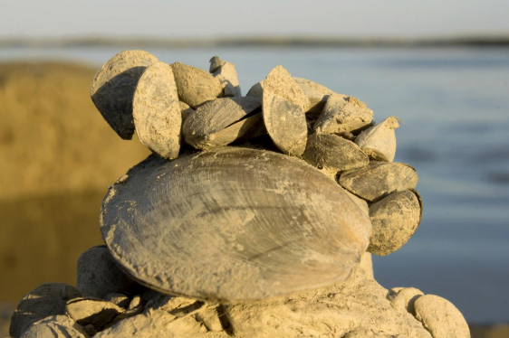 a group of Quagga Mussels on a rock