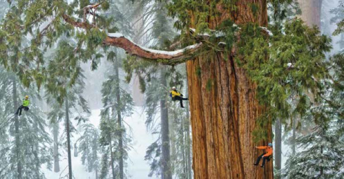 a couple of people climbing a giant sequoia tree