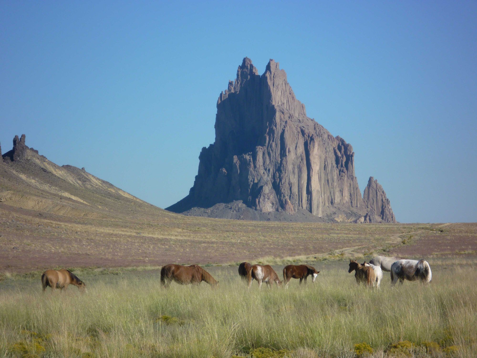 a group of animals in a field with a tall rock in the background