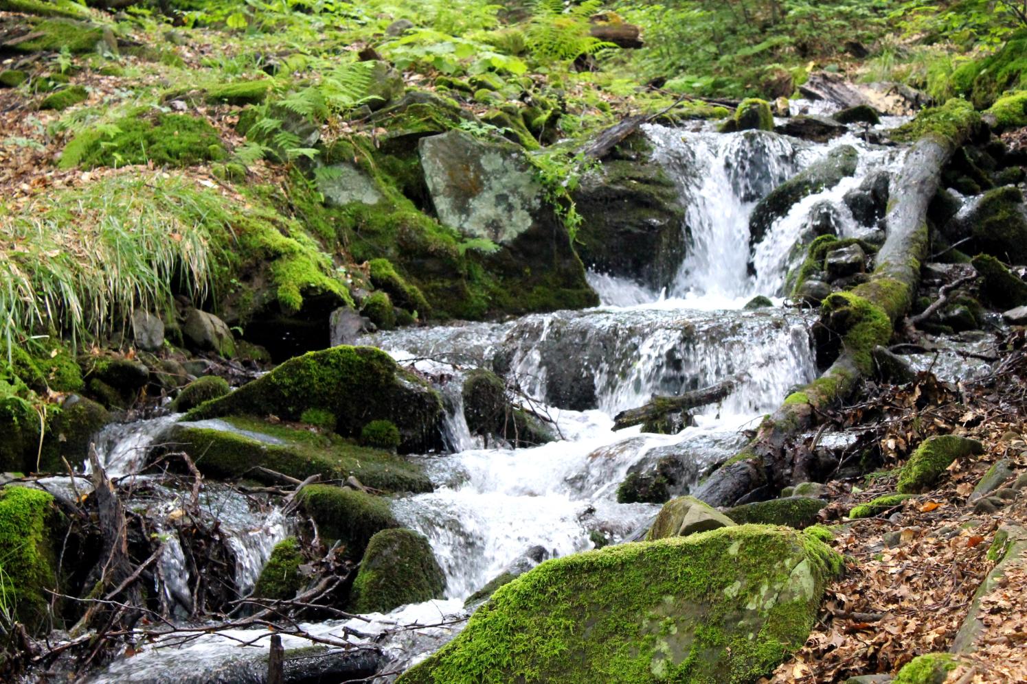 a small waterfall in a forest